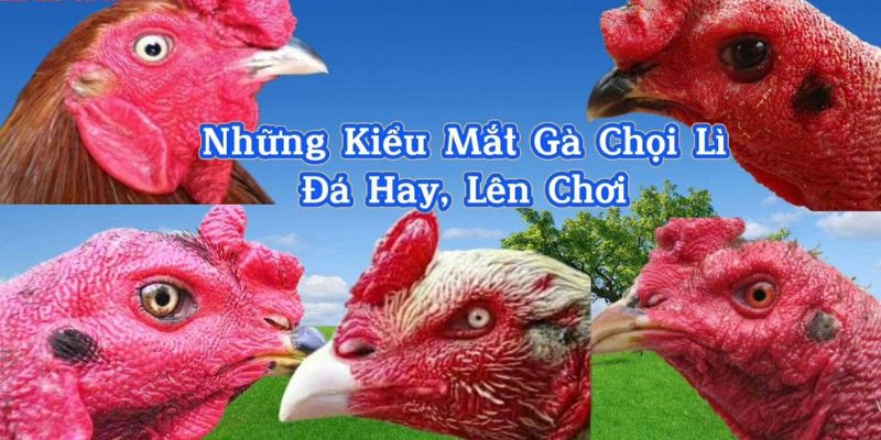 Các Kiểu Mắt Gà Chọi Lì