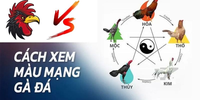 Xem màu mạng đá gà